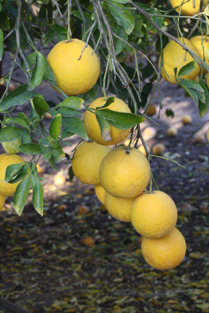                Fruit (Swingle, Riverside, CA)       